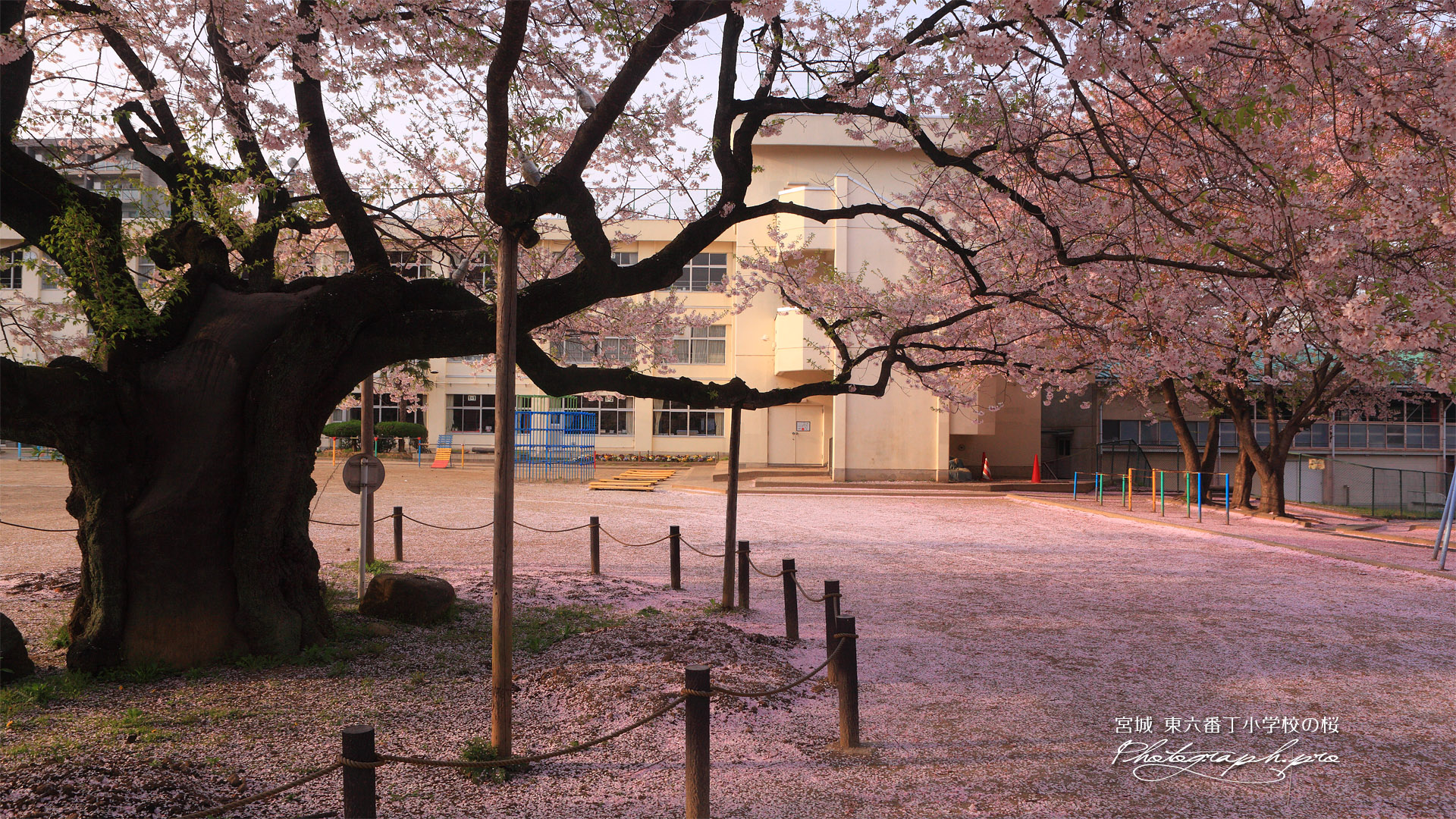 東六番丁小学校のエドヒガン桜