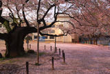 東六番丁小学校のエドヒガン桜