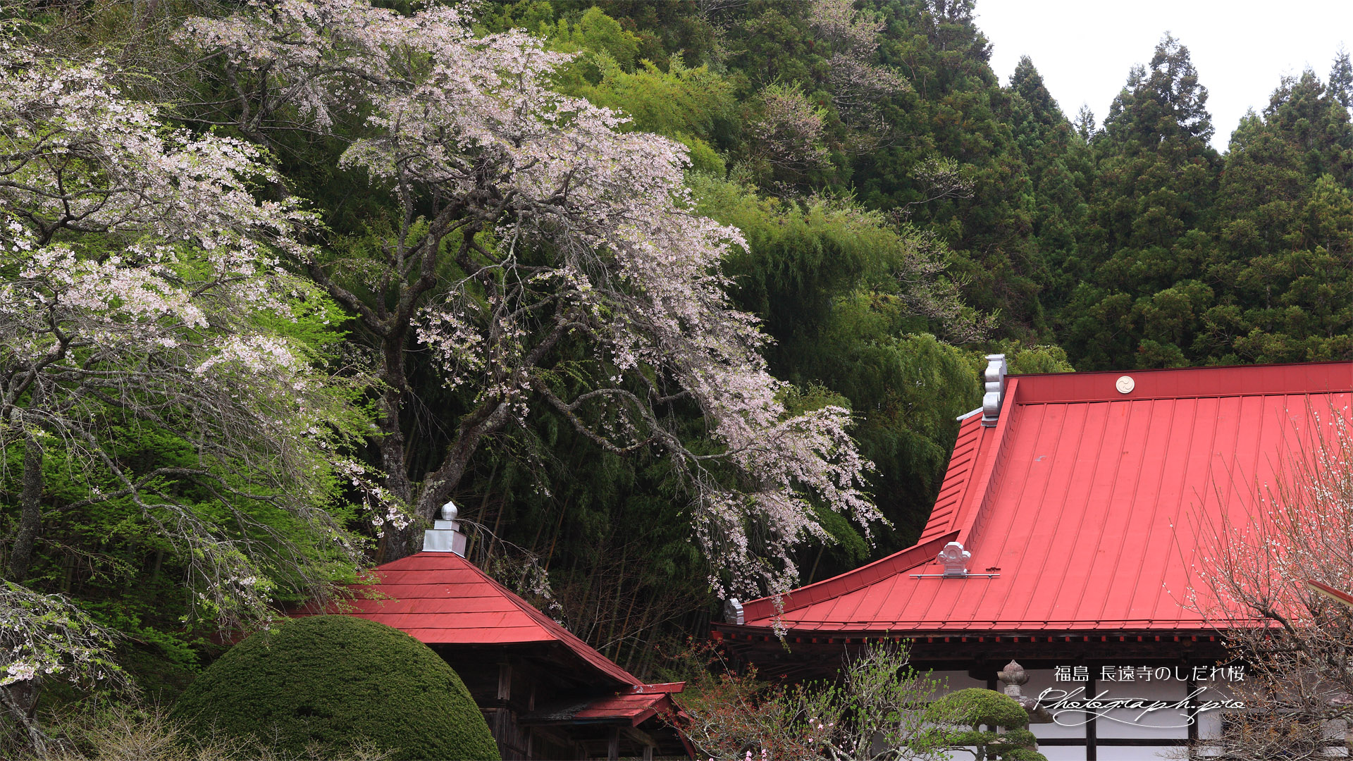 長遠寺のシダレザクラ