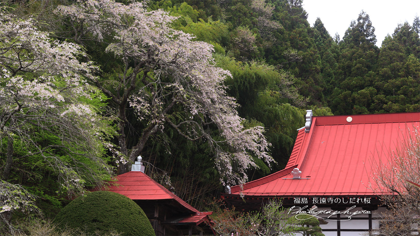 長遠寺のシダレザクラ 壁紙