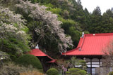 長遠寺のシダレザクラ