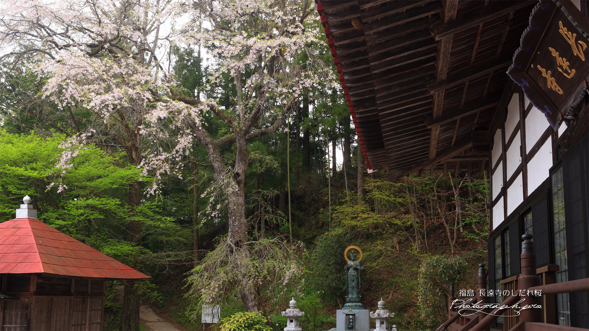 長遠寺のしだれ桜