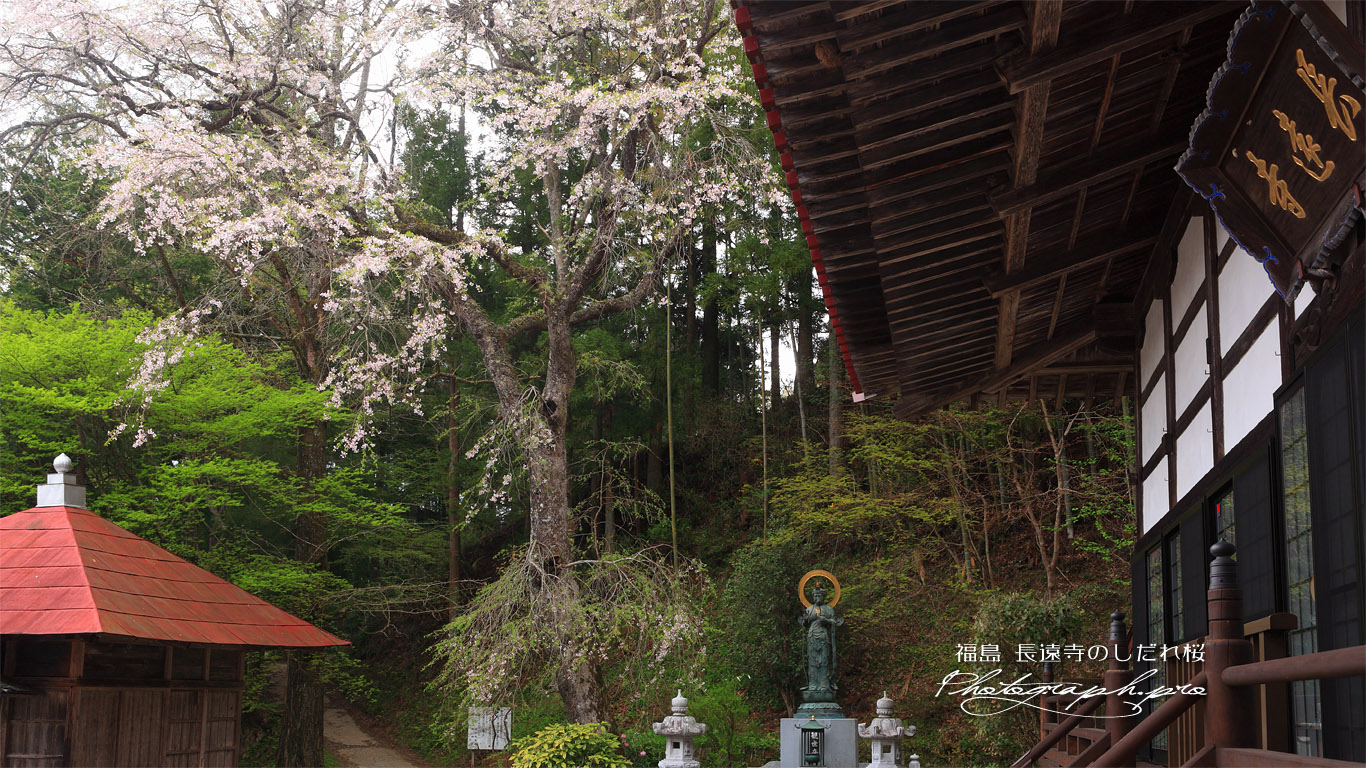 長遠寺のしだれ桜 壁紙