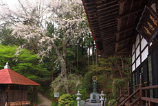 長遠寺のしだれ桜