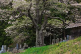 二段田の彼岸桜