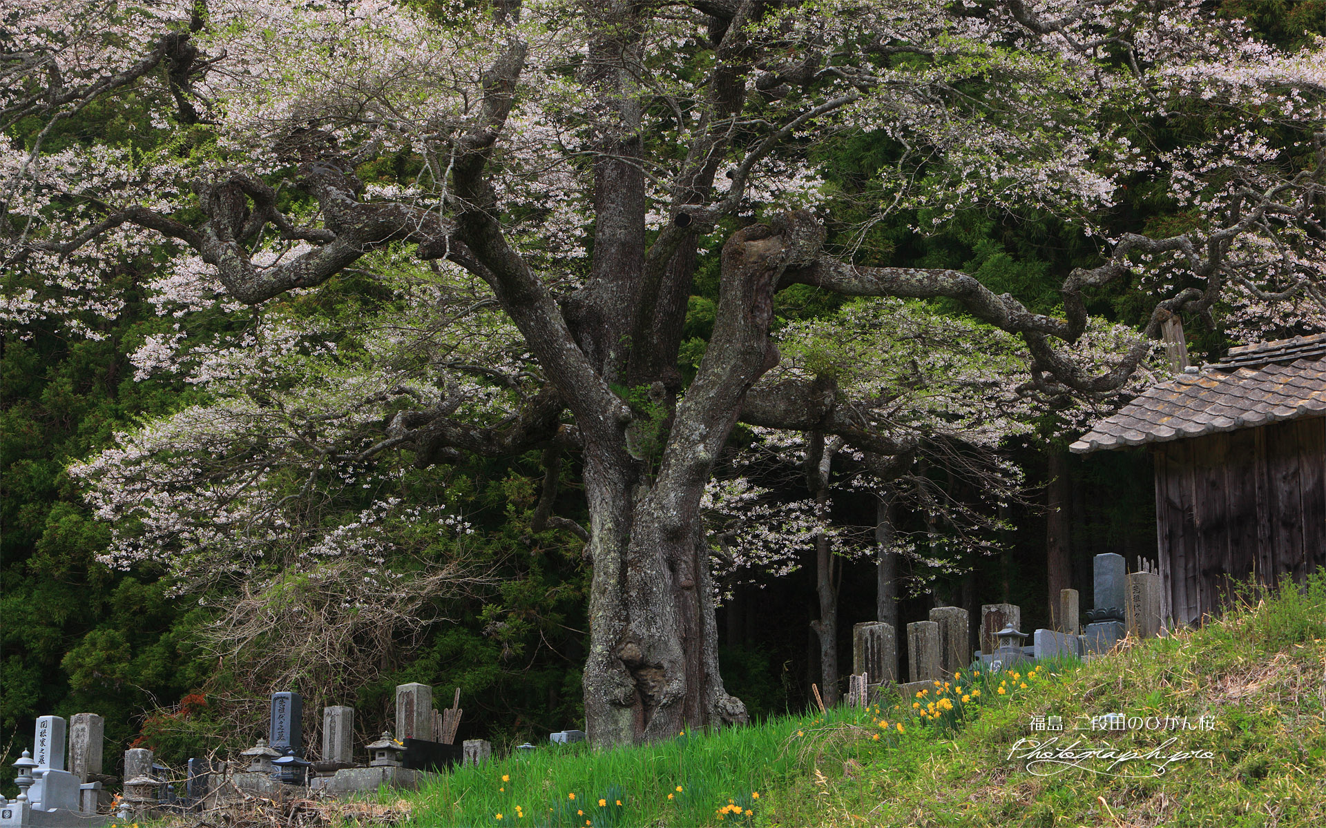二段田の彼岸桜