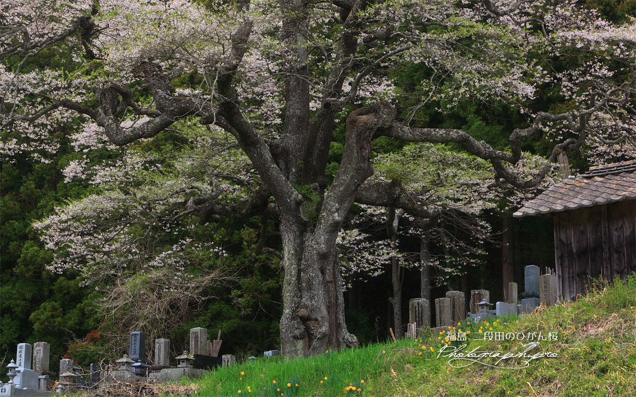 二段田の彼岸桜 壁紙