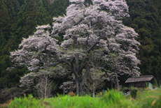 二段田のひがん桜