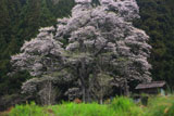 二段田のひがん桜