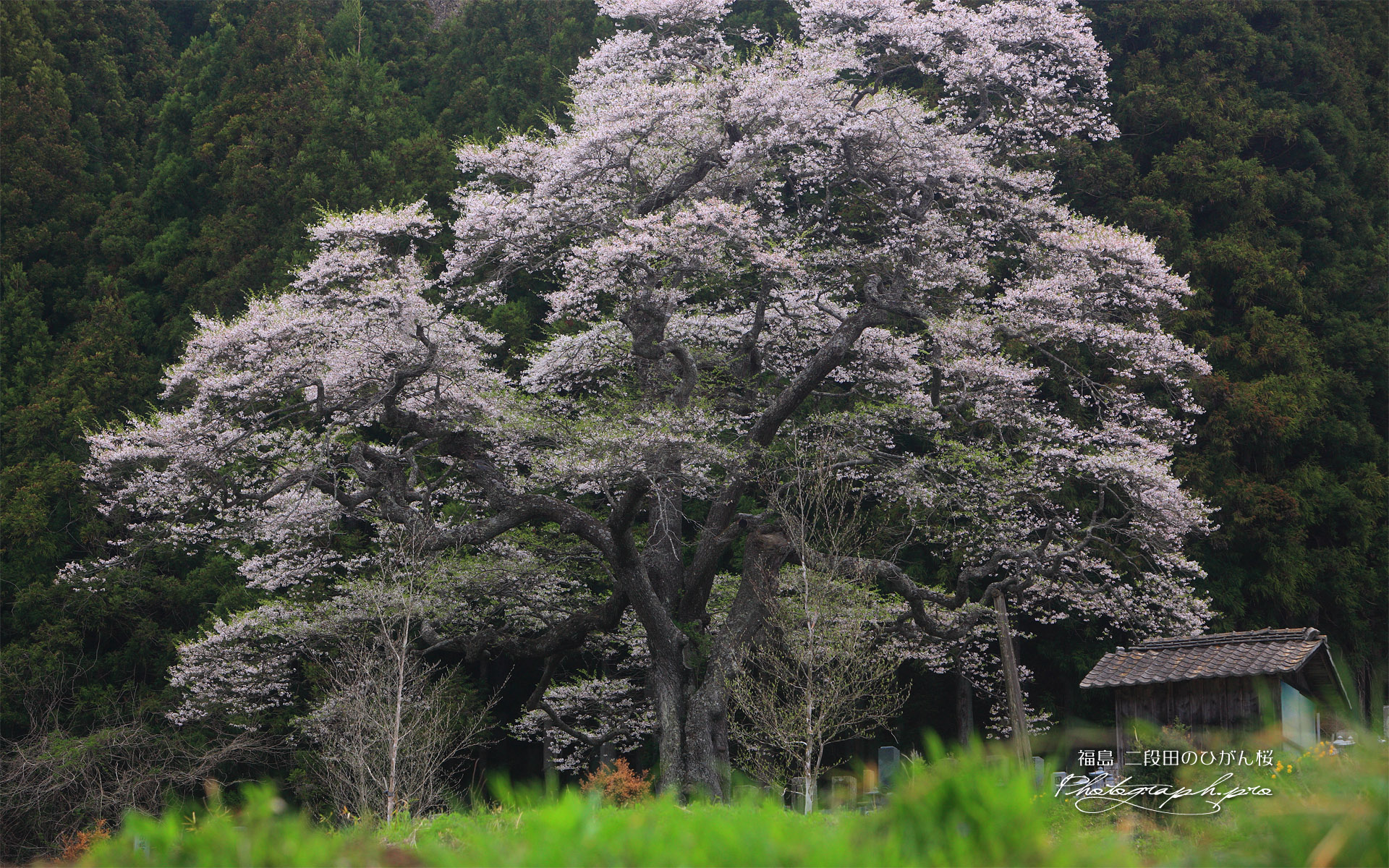 二段田のひがん桜