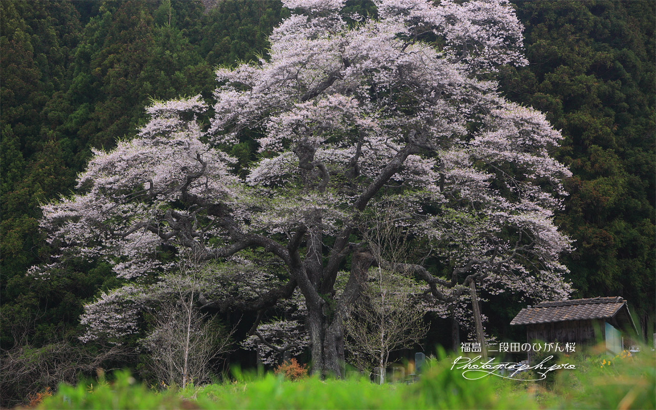 二段田のひがん桜 壁紙