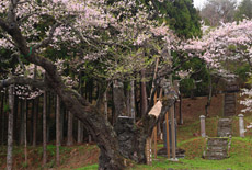 馬場ザクラ