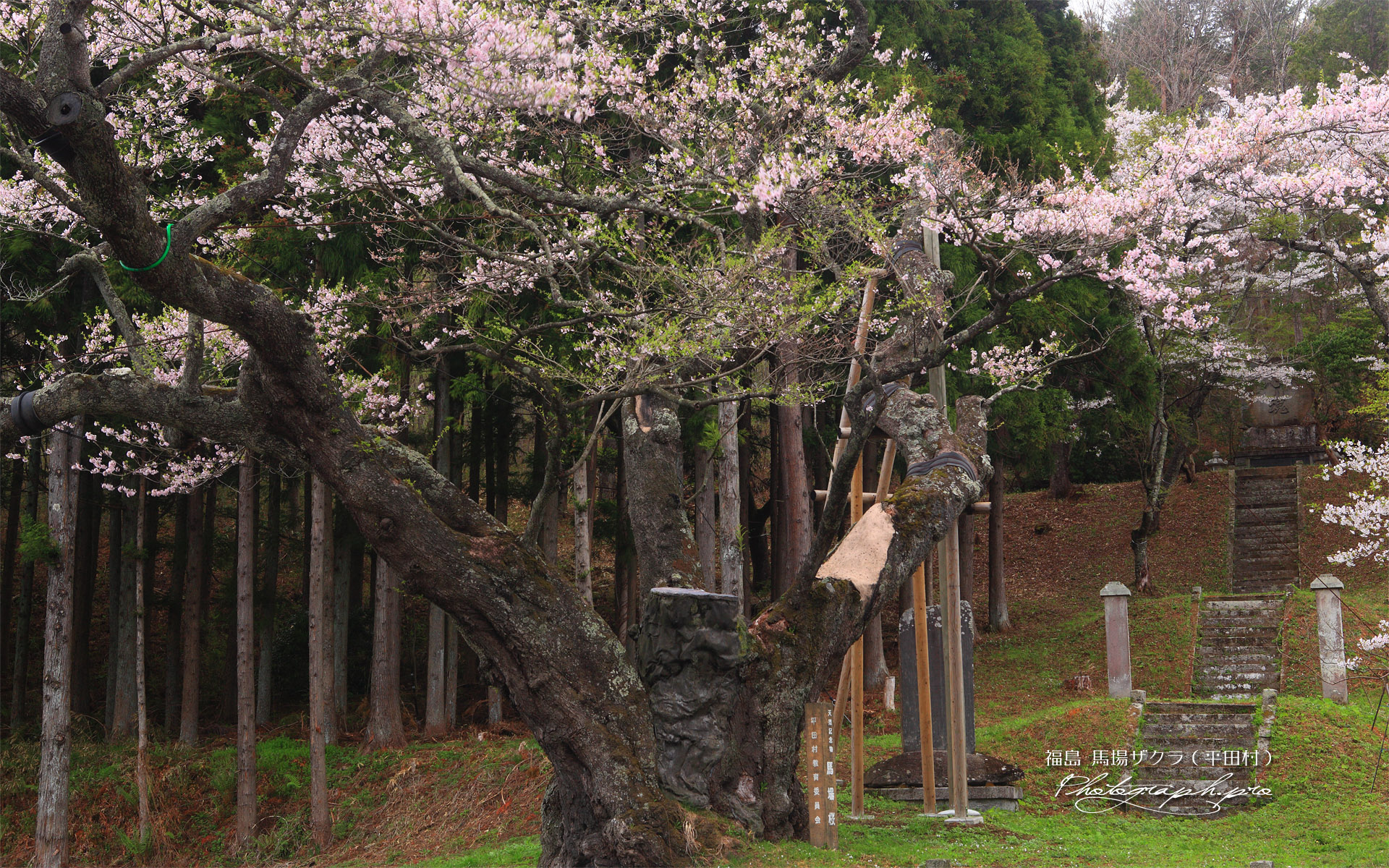 馬場ザクラ