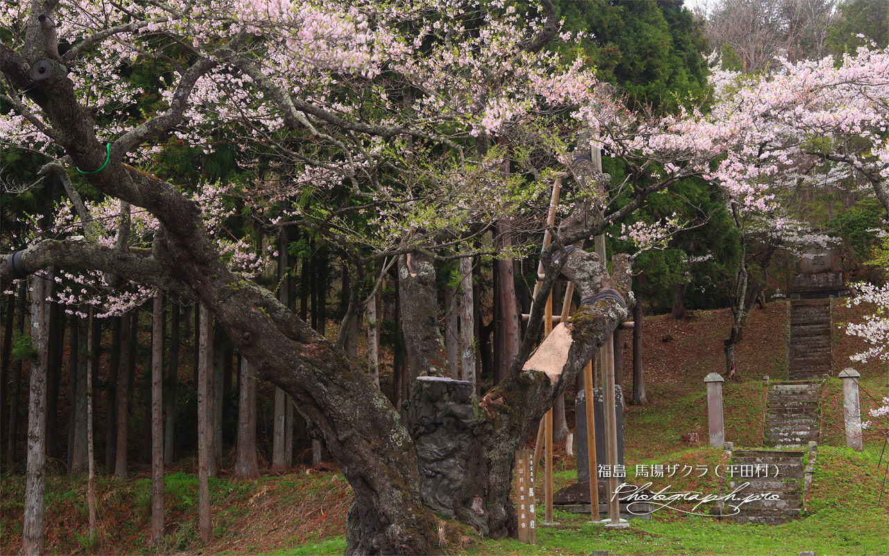 馬場ザクラ 壁紙