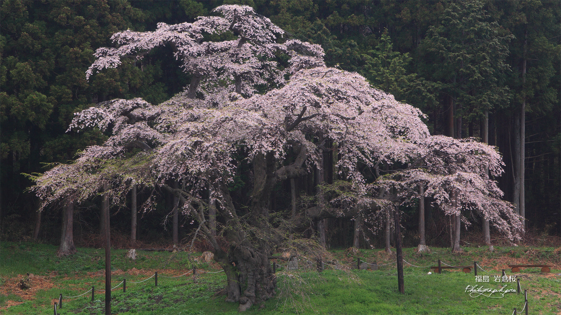 岩倉ザクラ