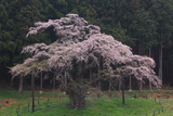 岩倉ザクラ