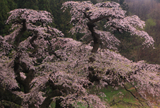 岩倉桜