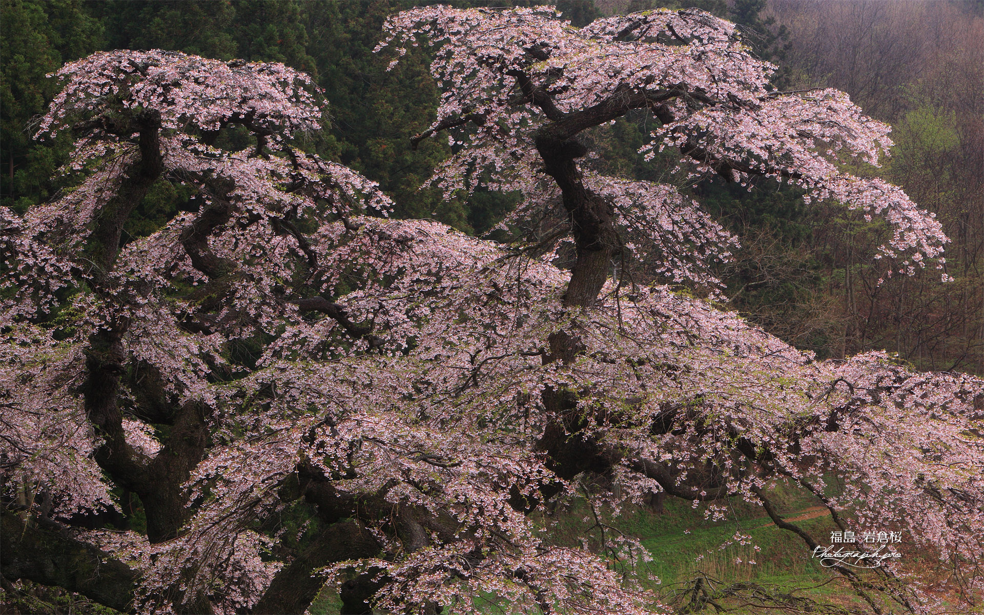 岩倉桜