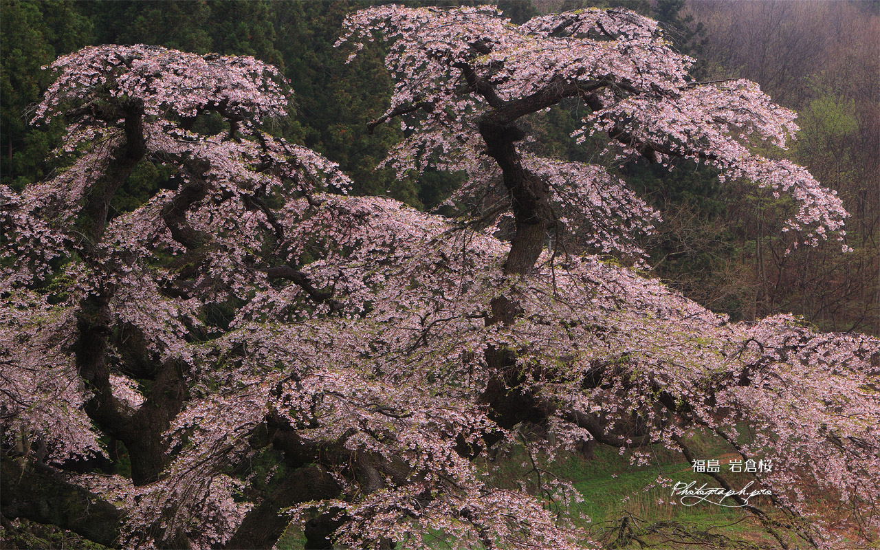 岩倉桜 壁紙