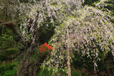 地蔵桜