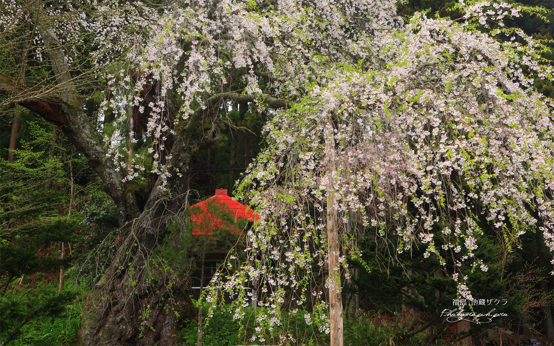 地蔵桜