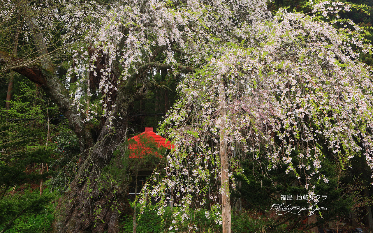 地蔵桜 壁紙