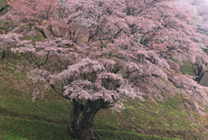 新田の大山桜