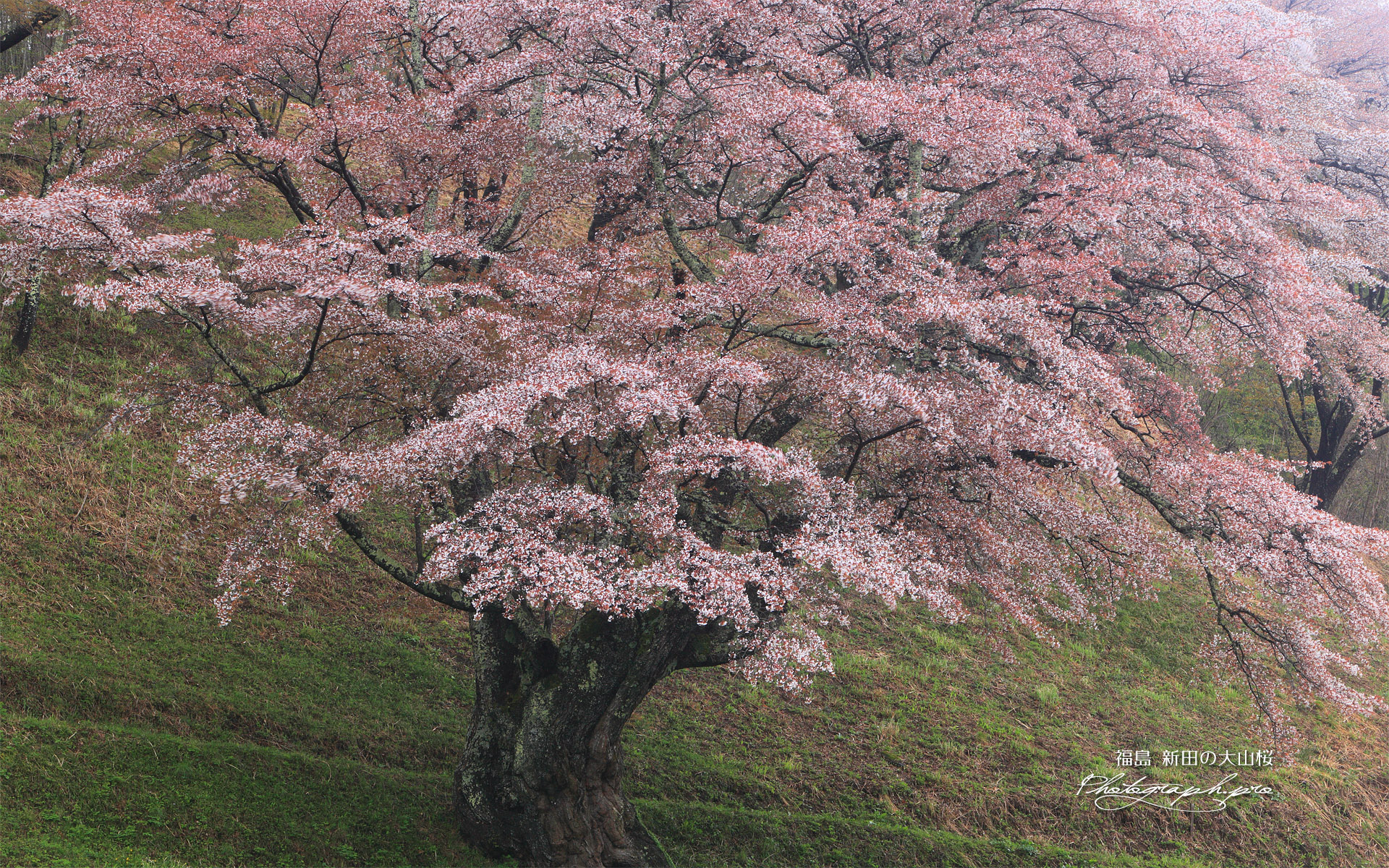 新田の大山桜