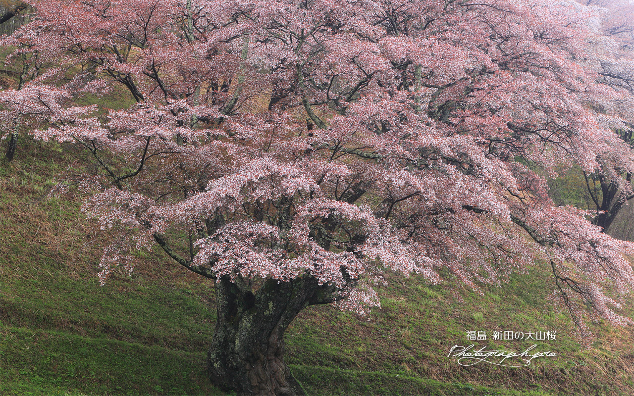 新田の大山桜 壁紙