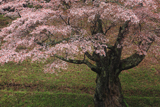 新田の山桜