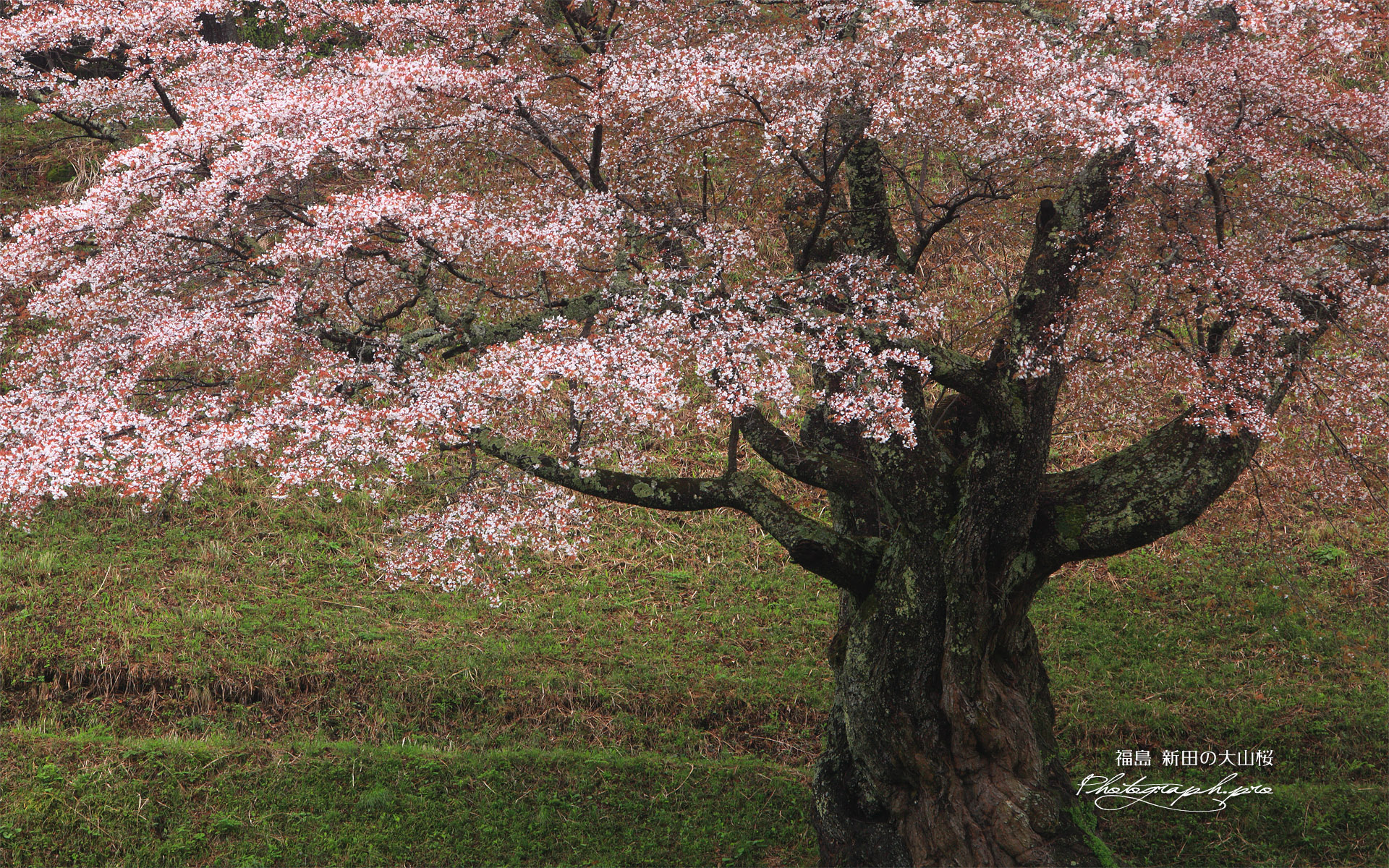 新田の山桜