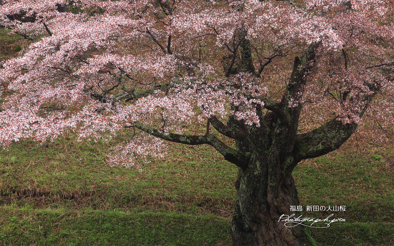 新田の山桜 壁紙