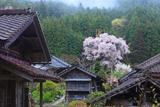 文添の霞桜