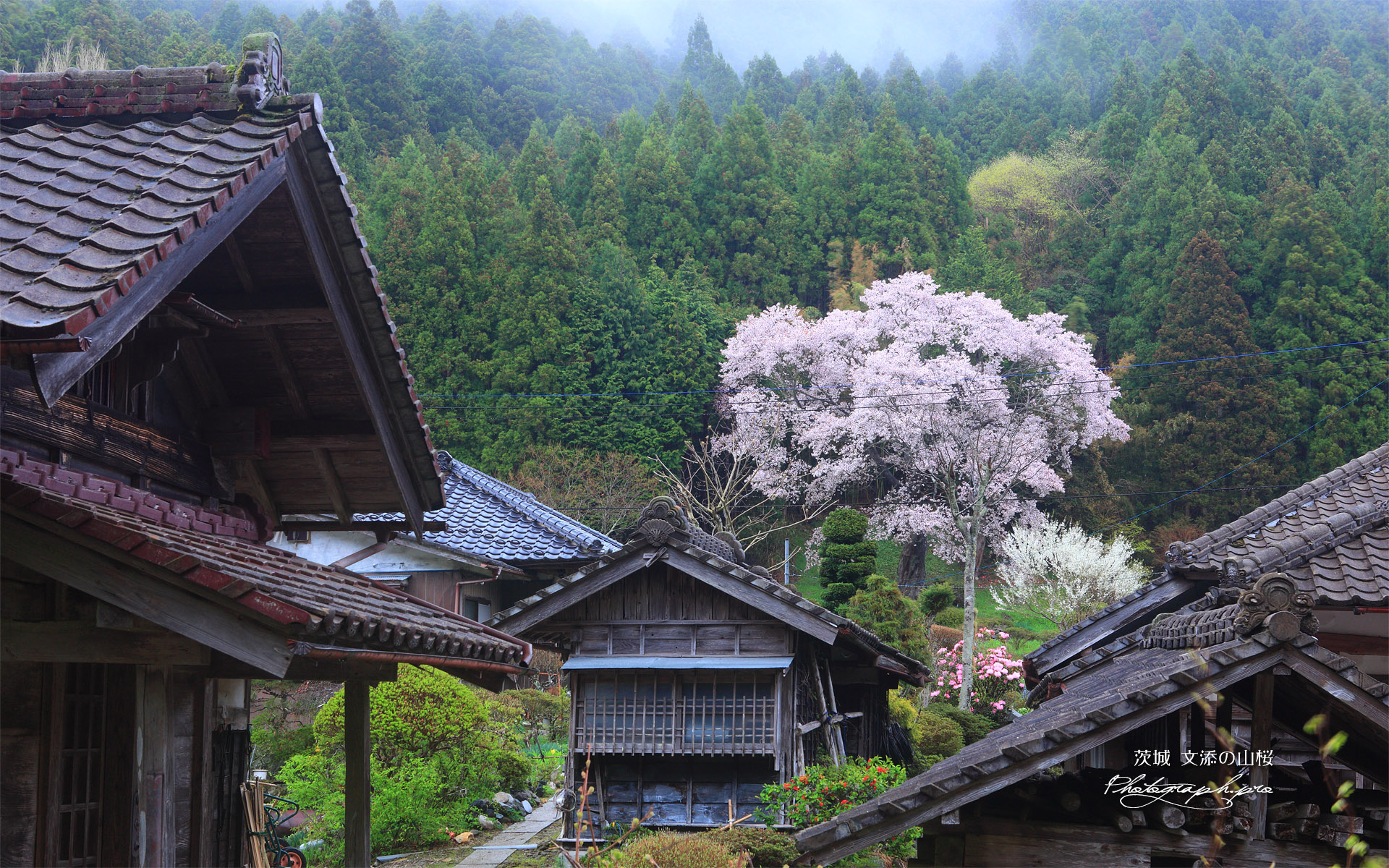 文添の霞桜