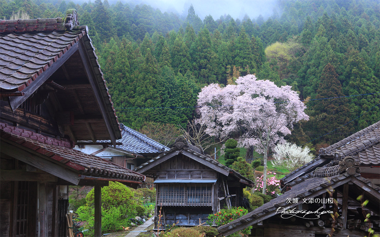 文添の霞桜 壁紙