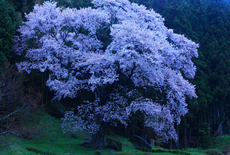 文添の山桜