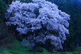 文添の山桜