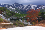 葉桜の樽口峠の大山桜