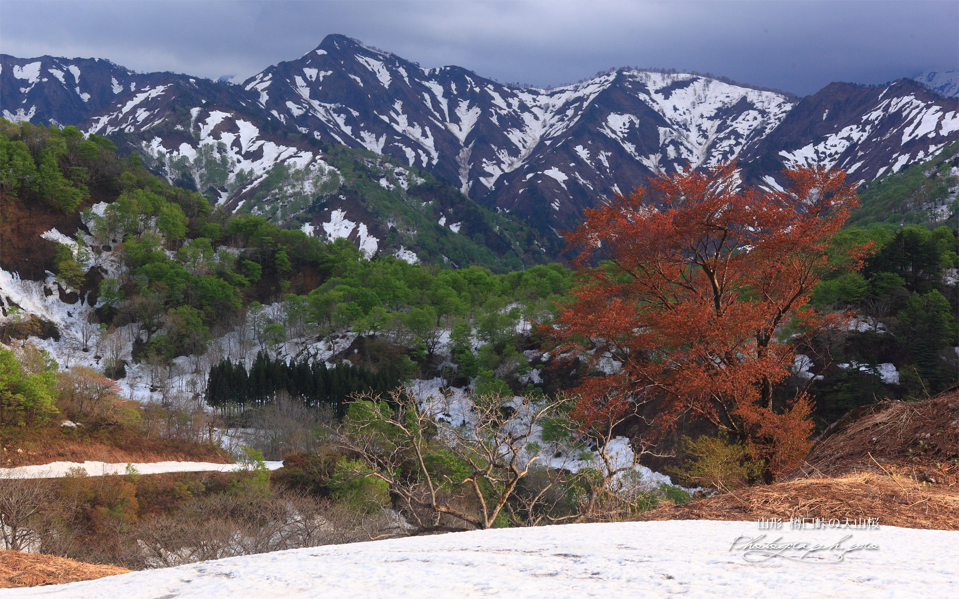 葉桜の樽口峠の大山桜