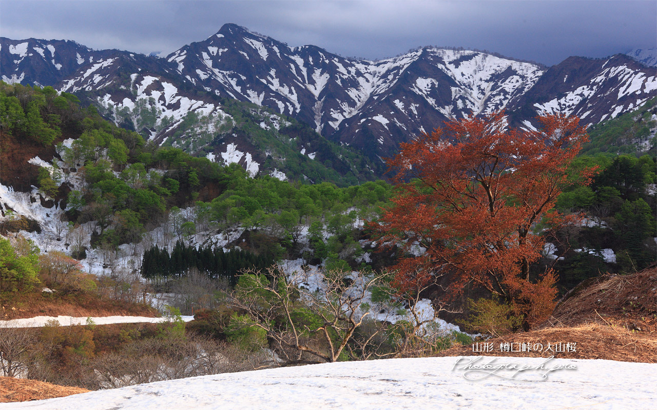 葉桜の樽口峠の大山桜 壁紙