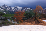 樽口峠の山桜