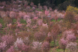 満開の桜峠の大山桜