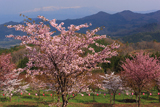 桜峠の大山桜と飯豊連峰