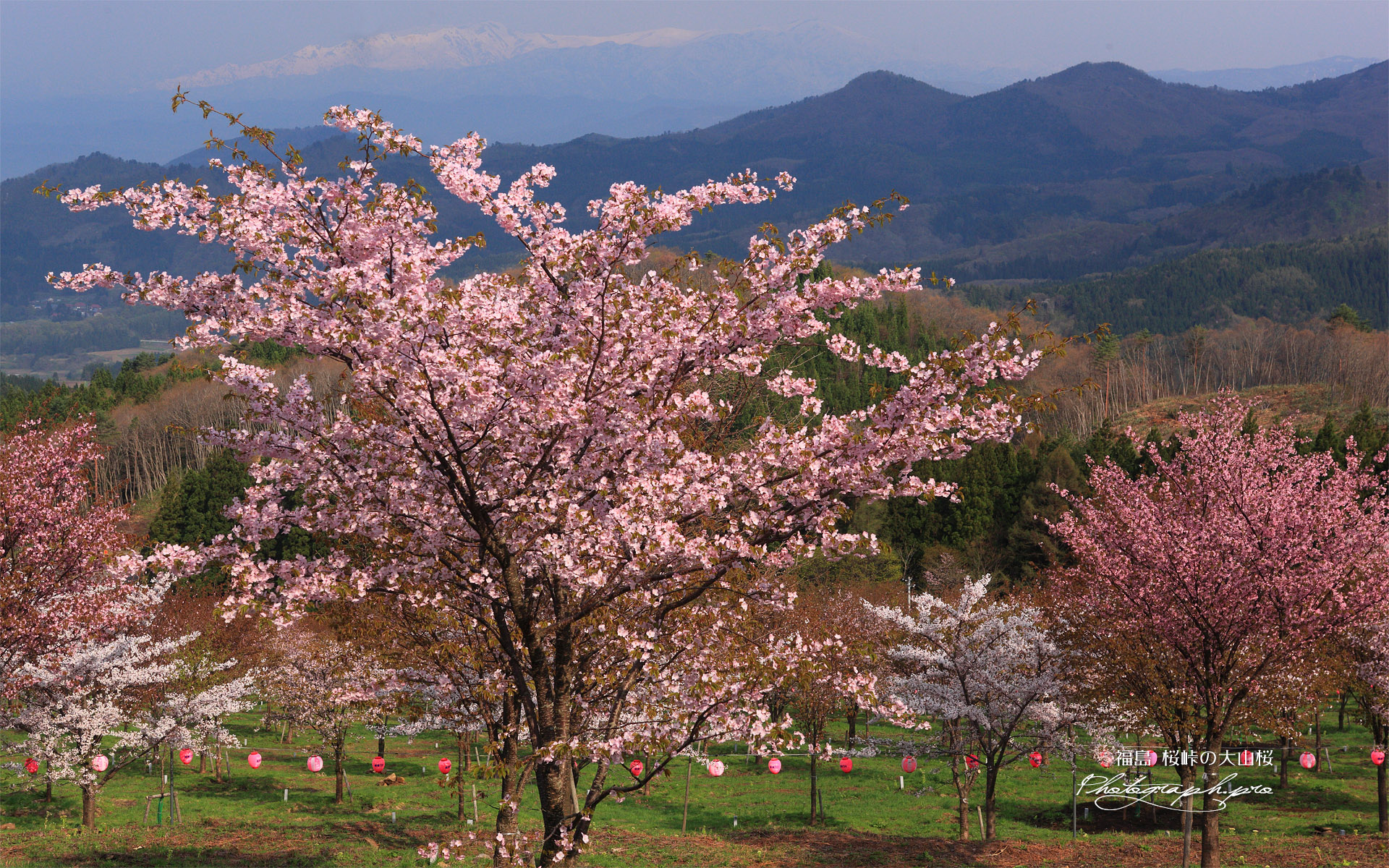 桜峠の大山桜と飯豊連峰