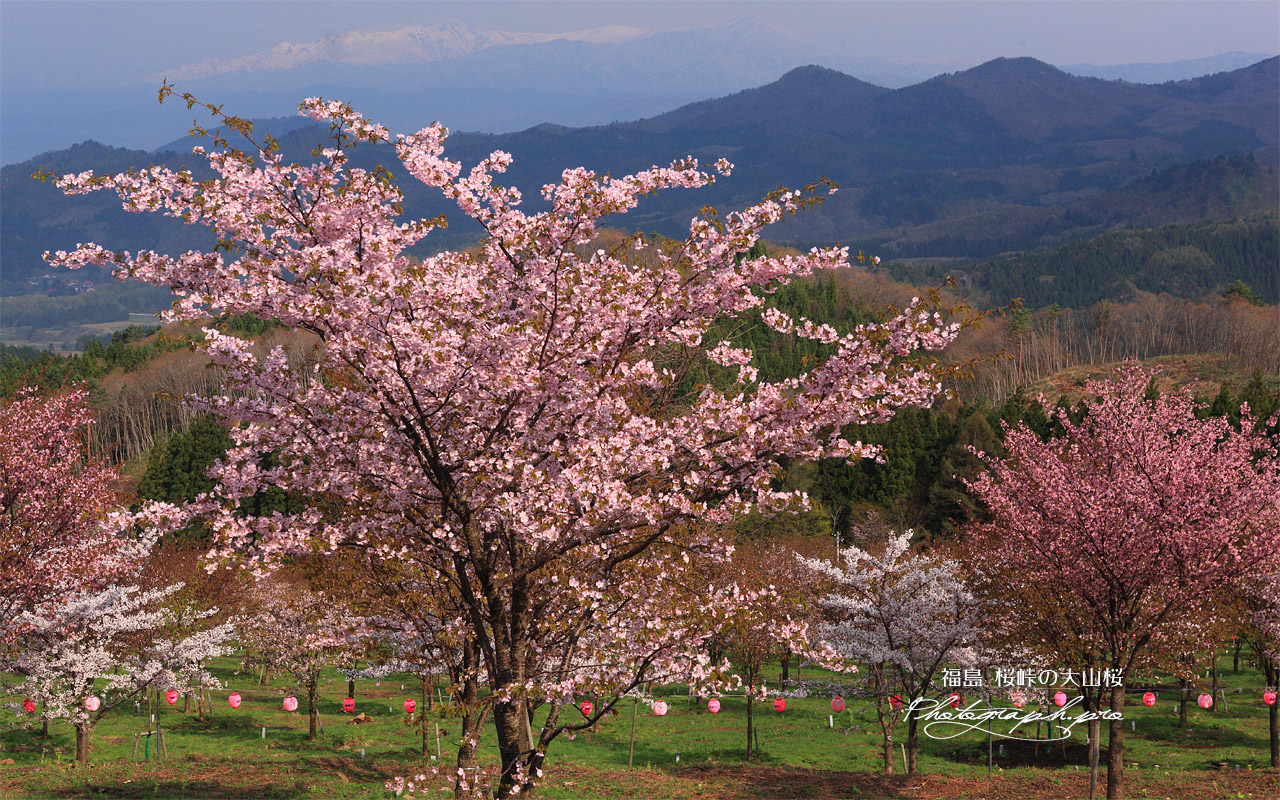 桜峠の大山桜と飯豊連峰 壁紙