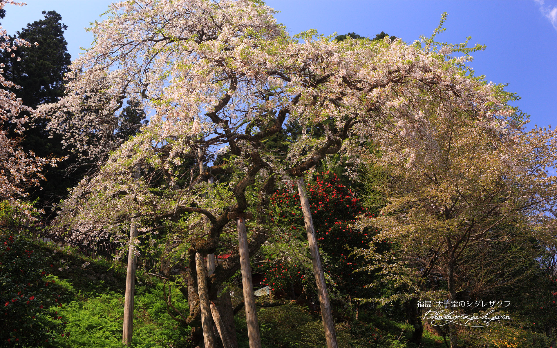 土湯シダレ桜