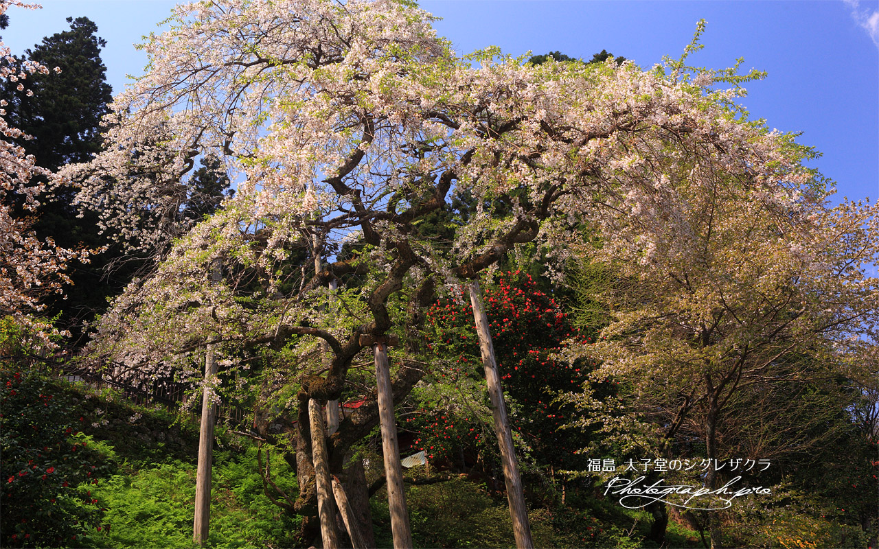 土湯シダレ桜 壁紙