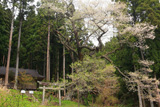 香野姫神社の夫婦ザクラ