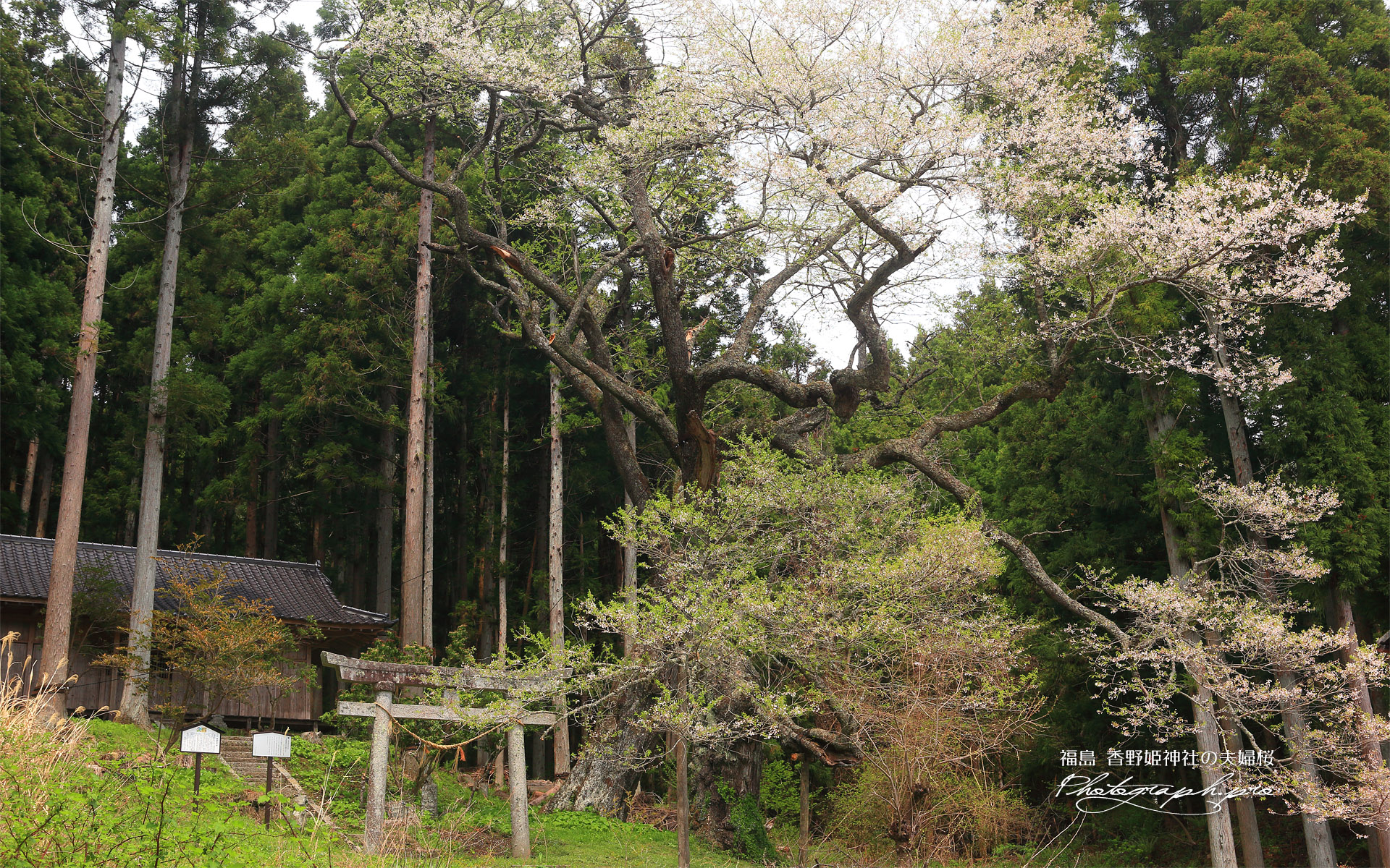 香野姫神社の夫婦ザクラ