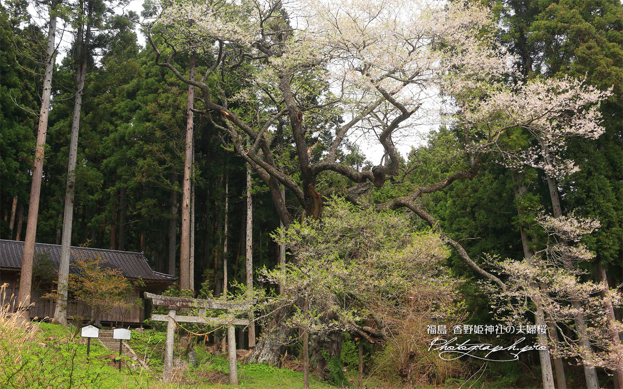 香野姫神社の夫婦ザクラ 壁紙